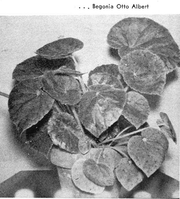 B. ‘Otto Albert’